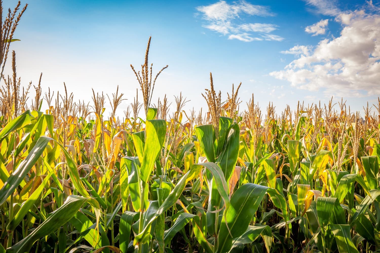 Important Information for Maize Farmers